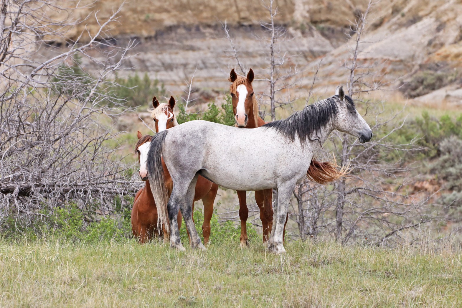 Update from Theodore Roosevelt National Park