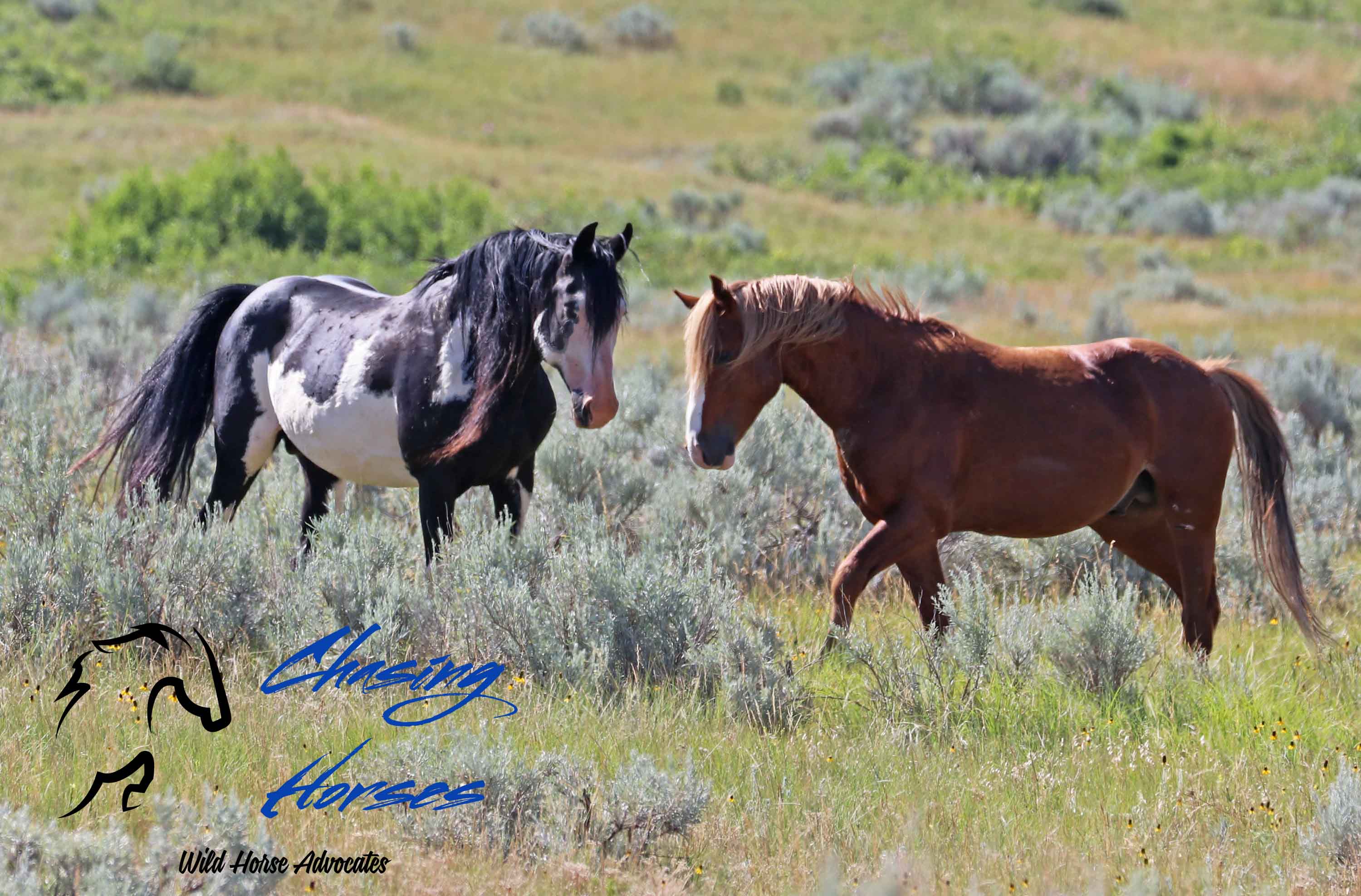 HOW Assateague Island gets to keep their wild horses CHWHA